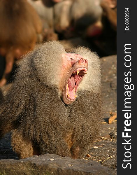 Animals: Male baboon yawning with mouth wide open
