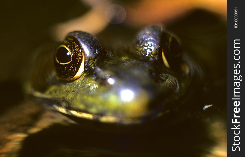 Macro photography of pond frog. Macro photography of pond frog