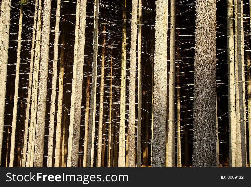 Trunks of spruce forest in afternoon light. Trunks of spruce forest in afternoon light