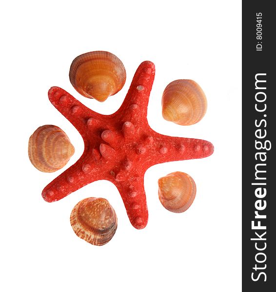 Seashells And Starfish On A White