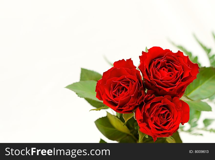 Image of three red roses on a white background with some place for text message. Image of three red roses on a white background with some place for text message.