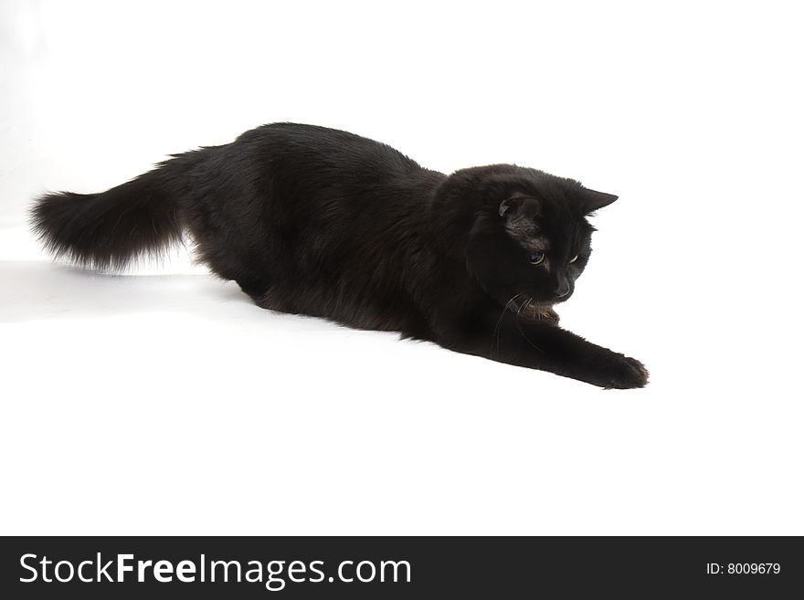 Image of a black cat on a white background