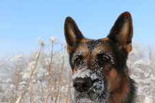 Dog German Shepherd In A Winter Royalty Free Stock Photos Dog German Shepherd In A Winter Royalty Free Stock Photos