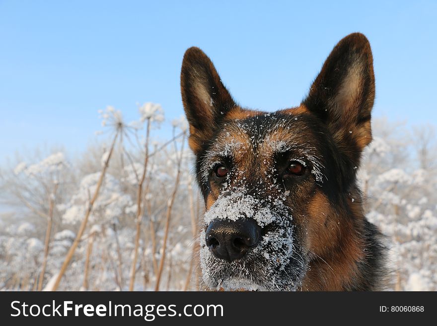 Dog german shepherd in a winter