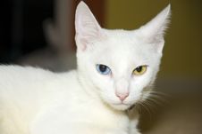 Cat With Different Colored Eyes Royalty Free Stock Photography