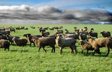 Sheep In Grass Field Stock Photos Sheep In Grass Field Stock Photos