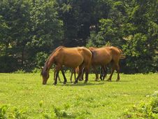 Horses Grazing On A Meadow Royalty Free Stock Photography Horses Grazing On A Meadow Royalty Free Stock Photography