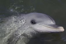 Dolphin Stock Photos Dolphin Stock Photos