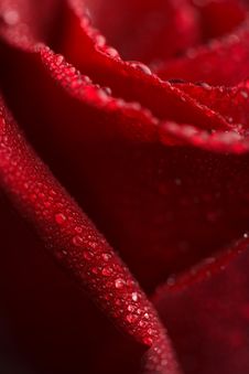Beatiful Red Rose With Water Droplets Royalty Free Stock Images
