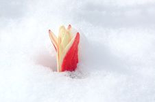 Tulip, Spring And Snow Stock Image