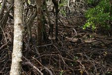 Free Wetland Stock Photo - 8019980