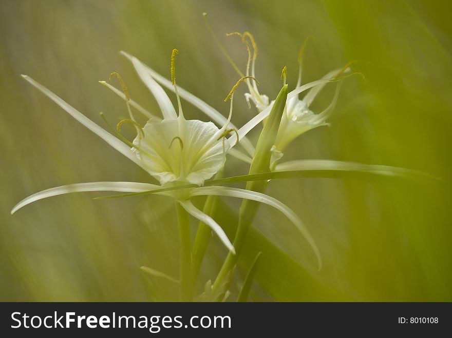 Image of a spider lily in central Texas