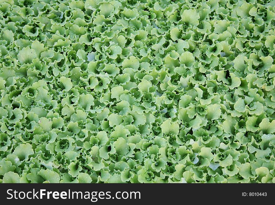 Green Lettuce field. Lettuce background.
