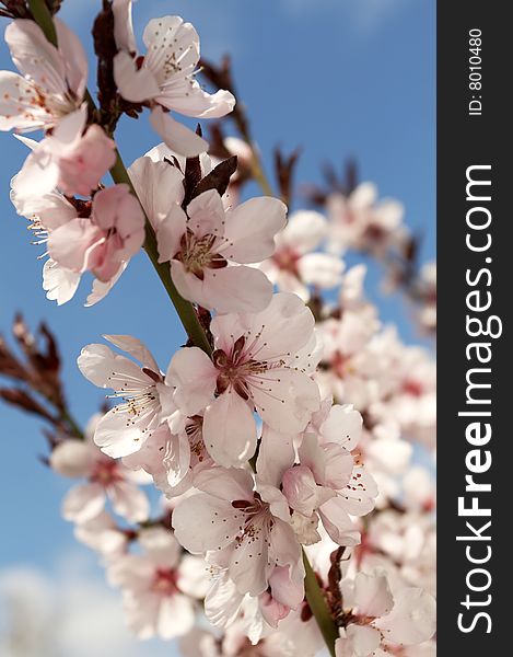 Closeup of cherry blossom branch against blue sky. Closeup of cherry blossom branch against blue sky