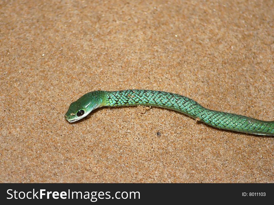Green snake lying on beach sand. Green snake lying on beach sand