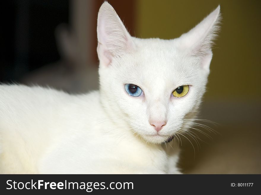 White cat with different colored eyes.