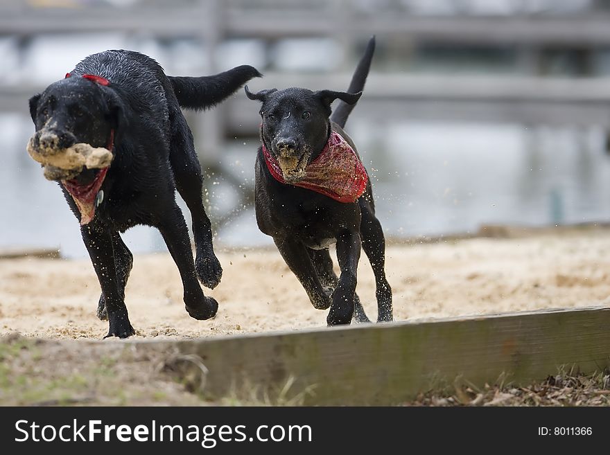 Two black Labradors play on the sand