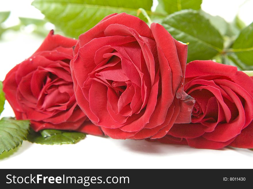 Beautiful red roses on a white background