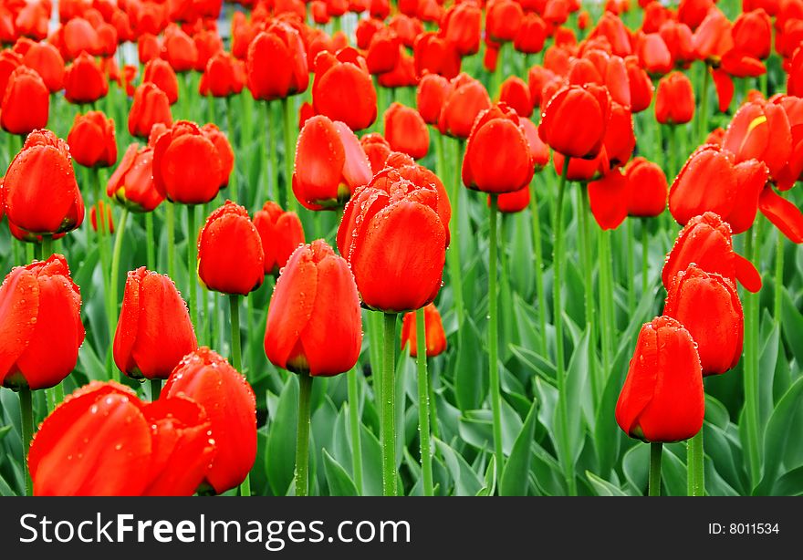 Sea of red tulips with water drops