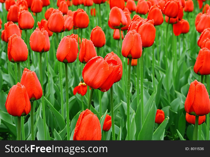 Sea of red tulips with water drops. fresh flowers