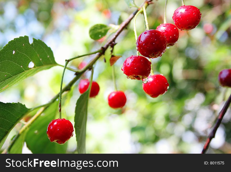 Cherries With Water Drops