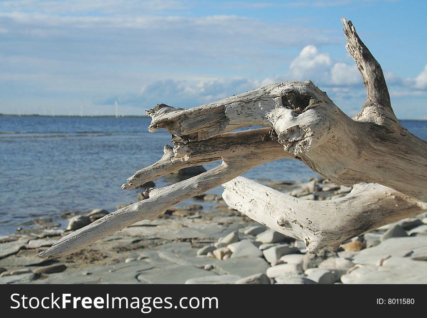 Animallike wood on the beach. Animallike wood on the beach