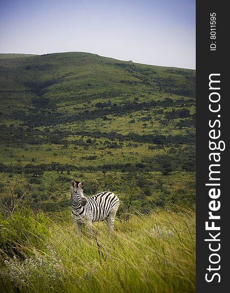 Wild lone Zebra in a grassy Africa field. Wild lone Zebra in a grassy Africa field