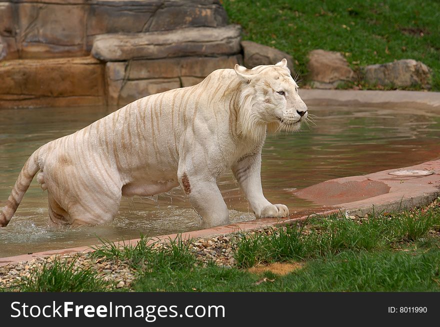 Asian albino tiger wading in water. Asian albino tiger wading in water