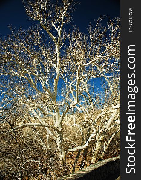 Image of sycamore tree in sunlight