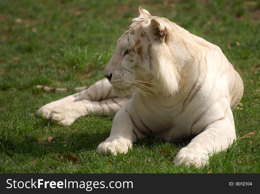 Asian albino tiger laying on grass. Asian albino tiger laying on grass