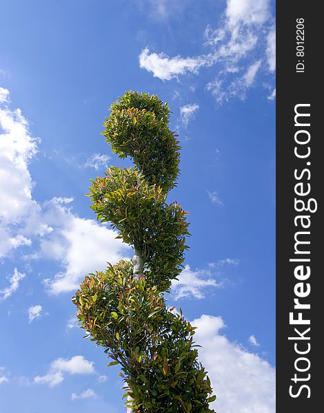 Spiral topiary standing tall into a blue sky. Spiral topiary standing tall into a blue sky