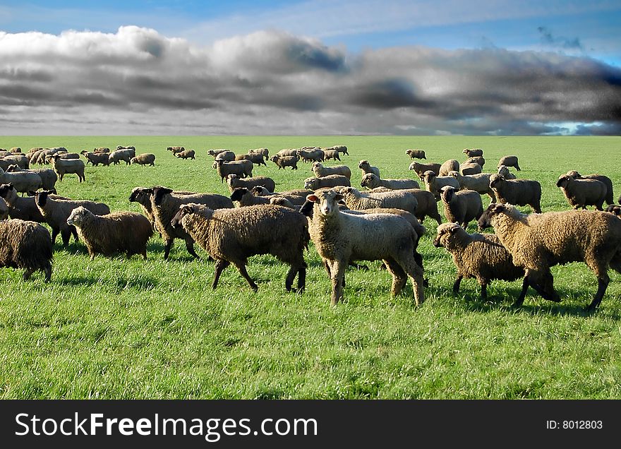 Sheep In Grass Field