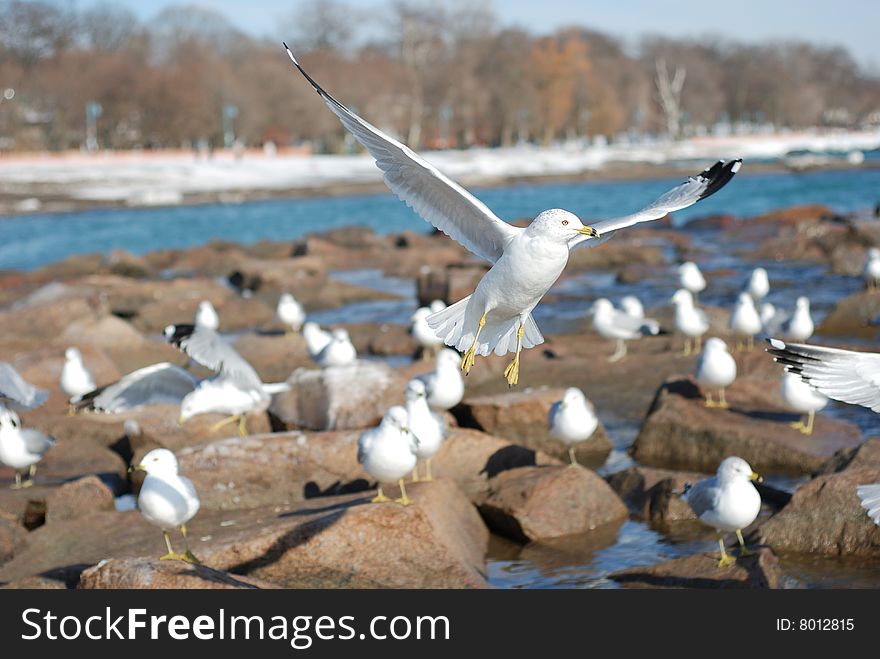 Picture of one seagull frlying. Picture of one seagull frlying