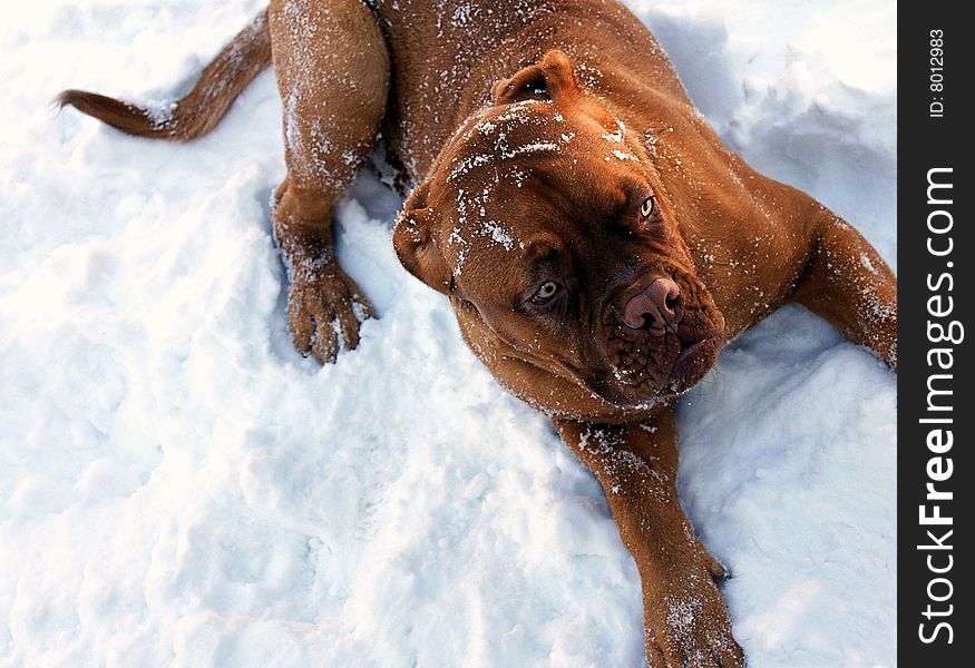 The Dogue de Bordeaux is an ancient Mastiff of French origins. The breed gained popularity in North America with the release of the movie Turner and Hooch.