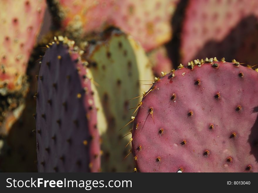 Close up of cactus plant. Close up of cactus plant