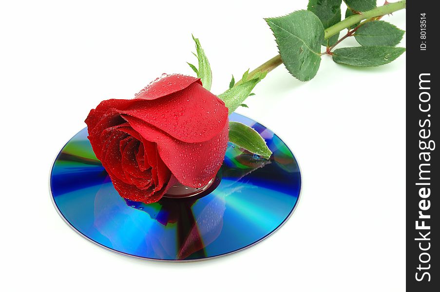Dewy Red Rose over Disk Isolated on white background