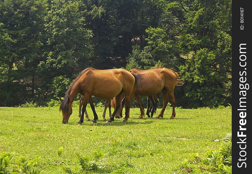 A family of wild horses grazing on a pasture. A family of wild horses grazing on a pasture