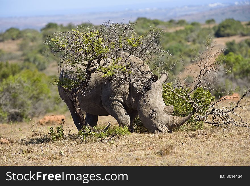 A white Rhino pushes through a bush. A white Rhino pushes through a bush