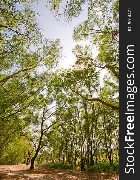 Inward slanting tree trunks lining an avenue in the woods with a solitary tree growing in the midst of the way. Inward slanting tree trunks lining an avenue in the woods with a solitary tree growing in the midst of the way