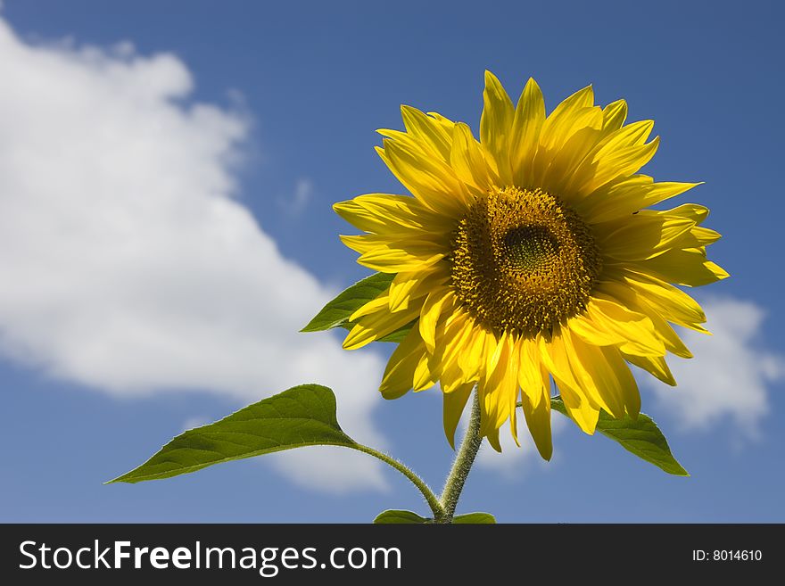 Sunflower on a background of the blue sky