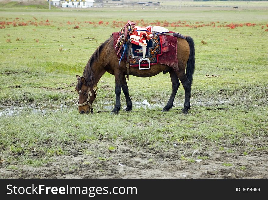 Chinese horse, meadows in China, Yunnan province, near Shangrila town.