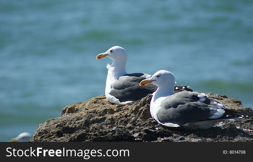 A pair of seagulls perched on a rock near the water in Ventura, CA