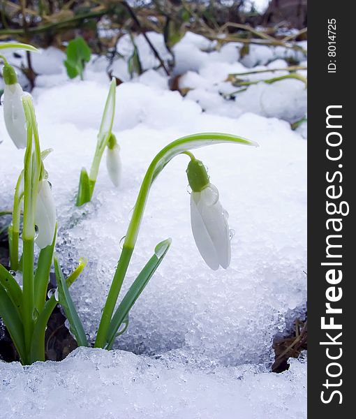 The first snowdrops among thawing snow