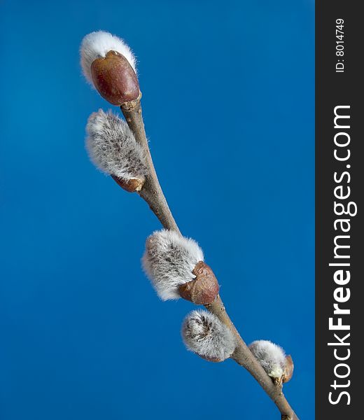 Dismissed branch of a willow