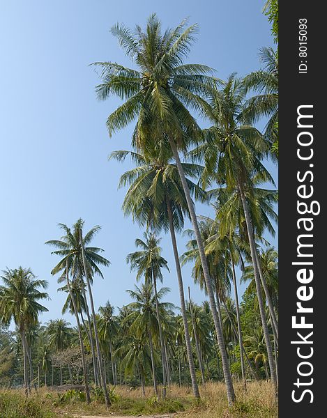 Coconut palm trees. Thailand. Jungle.