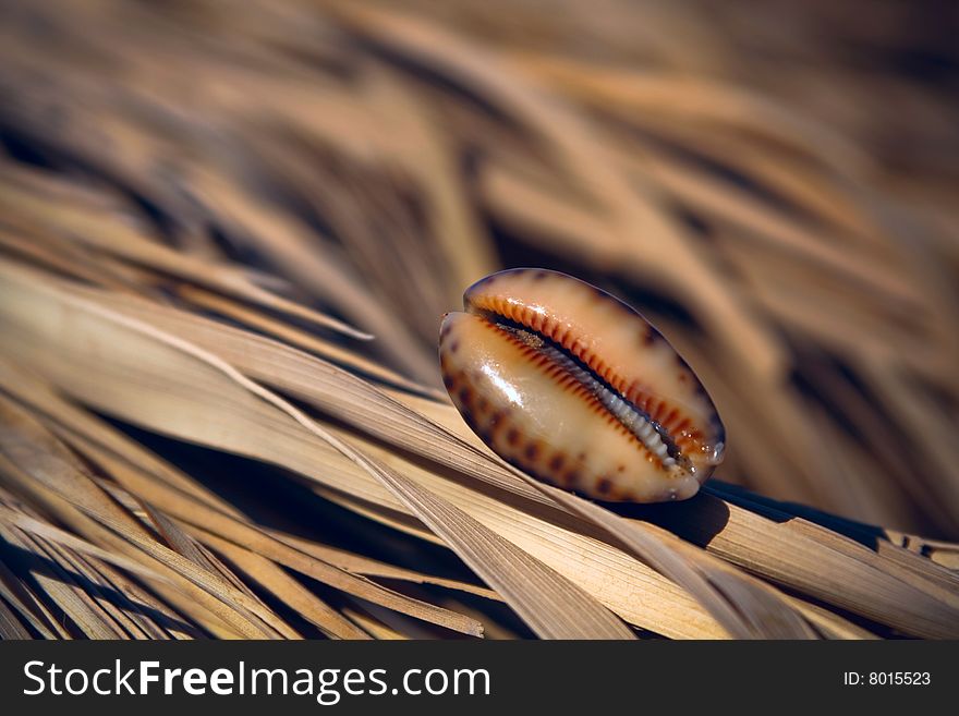 Shell lies on the dried leaves of palm trees