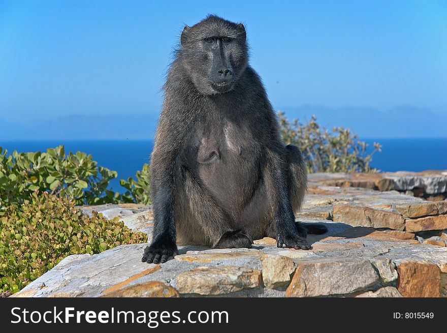 Baboon on the Cape Point. South Africa.