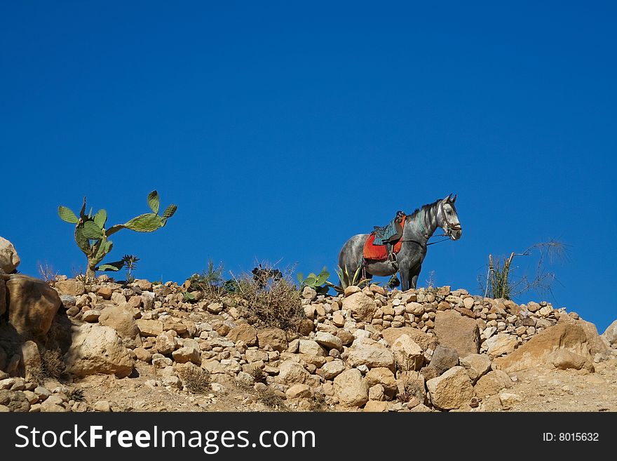 Mexican landscape with a horse, standing on top of rocks