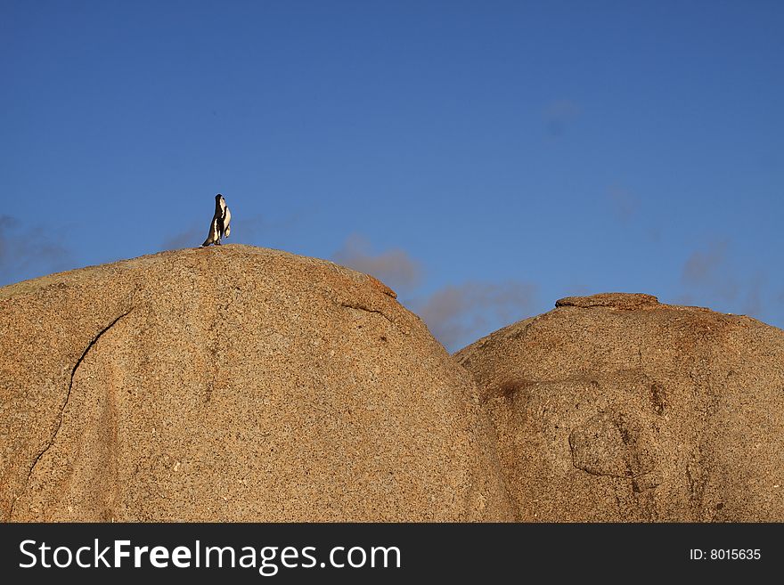 A little penguin on top of the world at boulders beach South Africa. A little penguin on top of the world at boulders beach South Africa