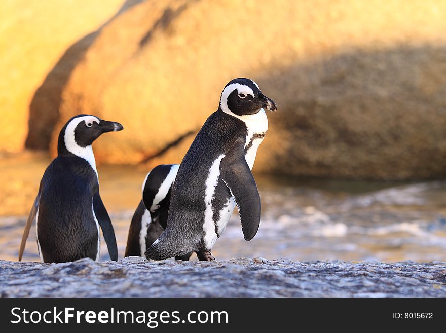 Three penguin on boulders Beach South Africa. Three penguin on boulders Beach South Africa